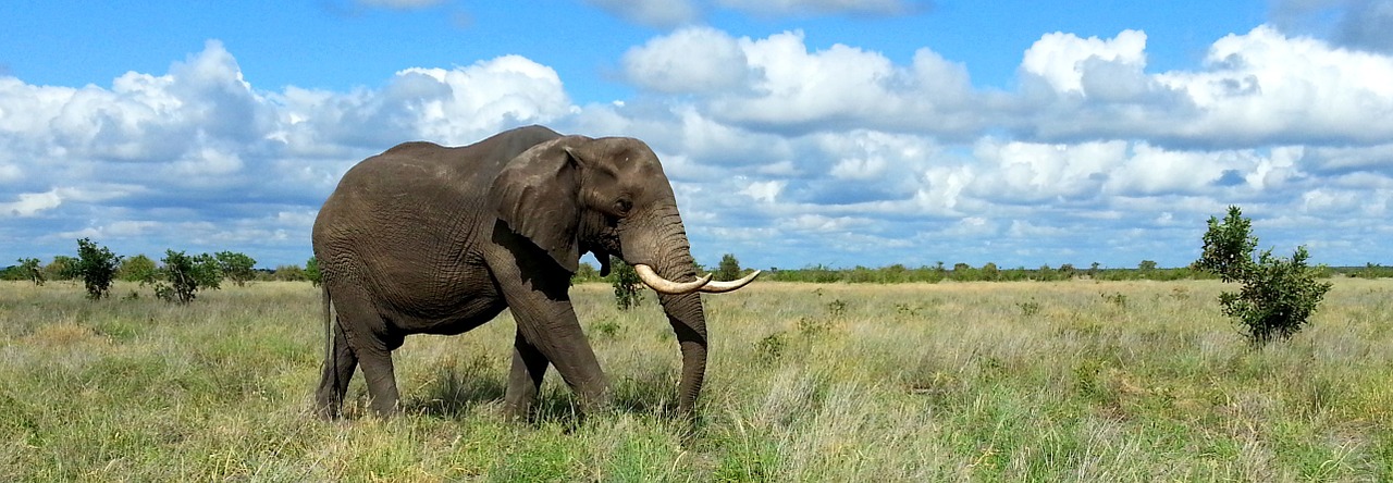 Zambia e Sudafrica: Safari nel cuore dell’Africa