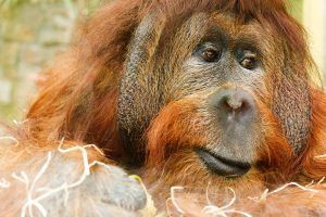 Orang Utan