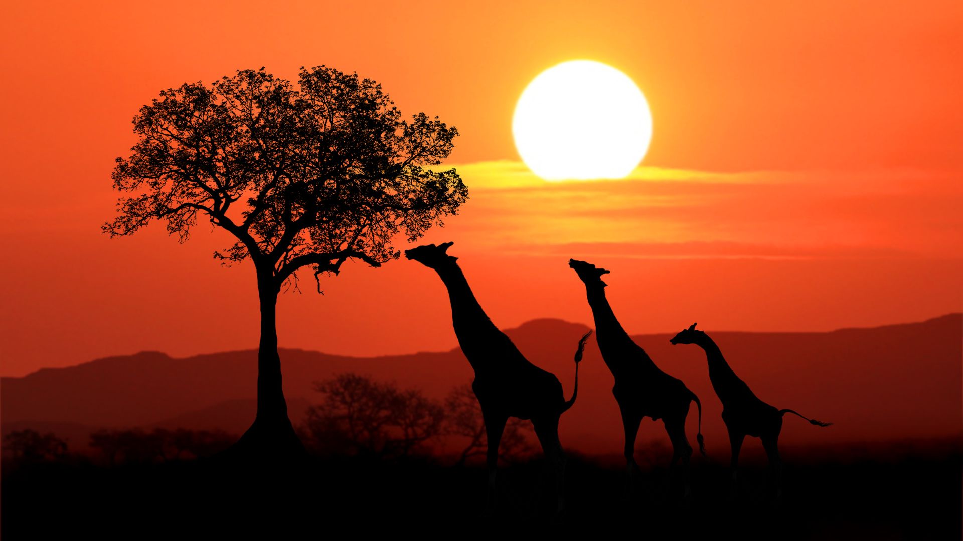 Sudafrica tra natura e avventura: Cape Town, Big Five e… il fragore delle Cascate Vittoria