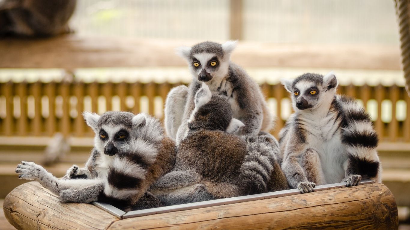 Madagascar: L’eco della Meraviglia