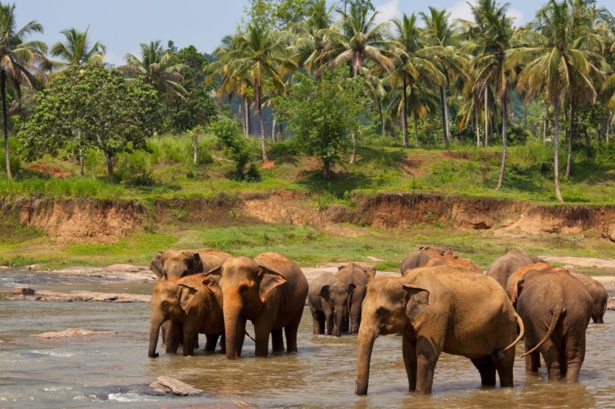 Safari in Sri Lanka