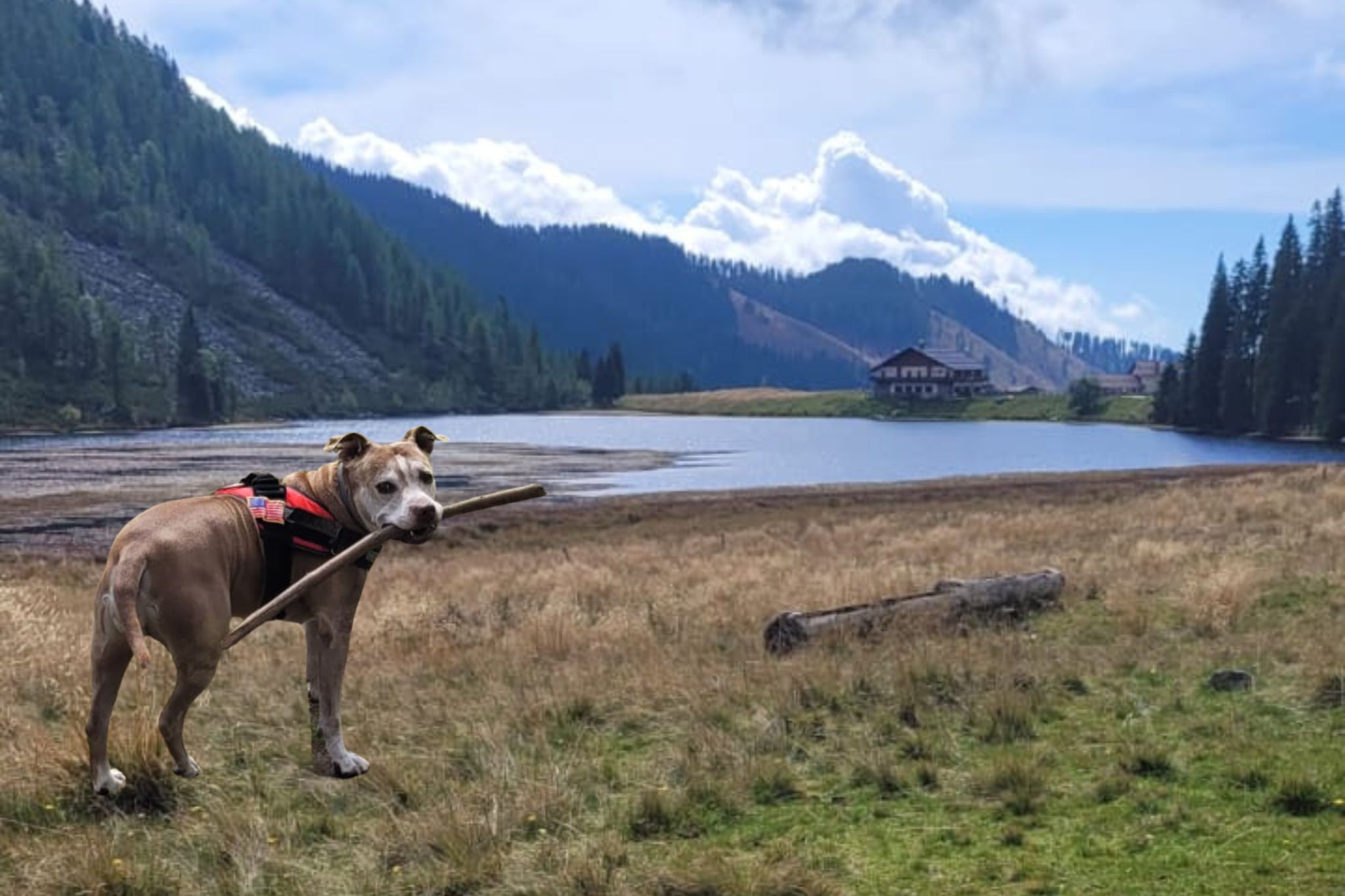 vacanze pet-friendly destinazioni