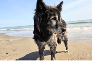 vacanze pet-friendly baubeach