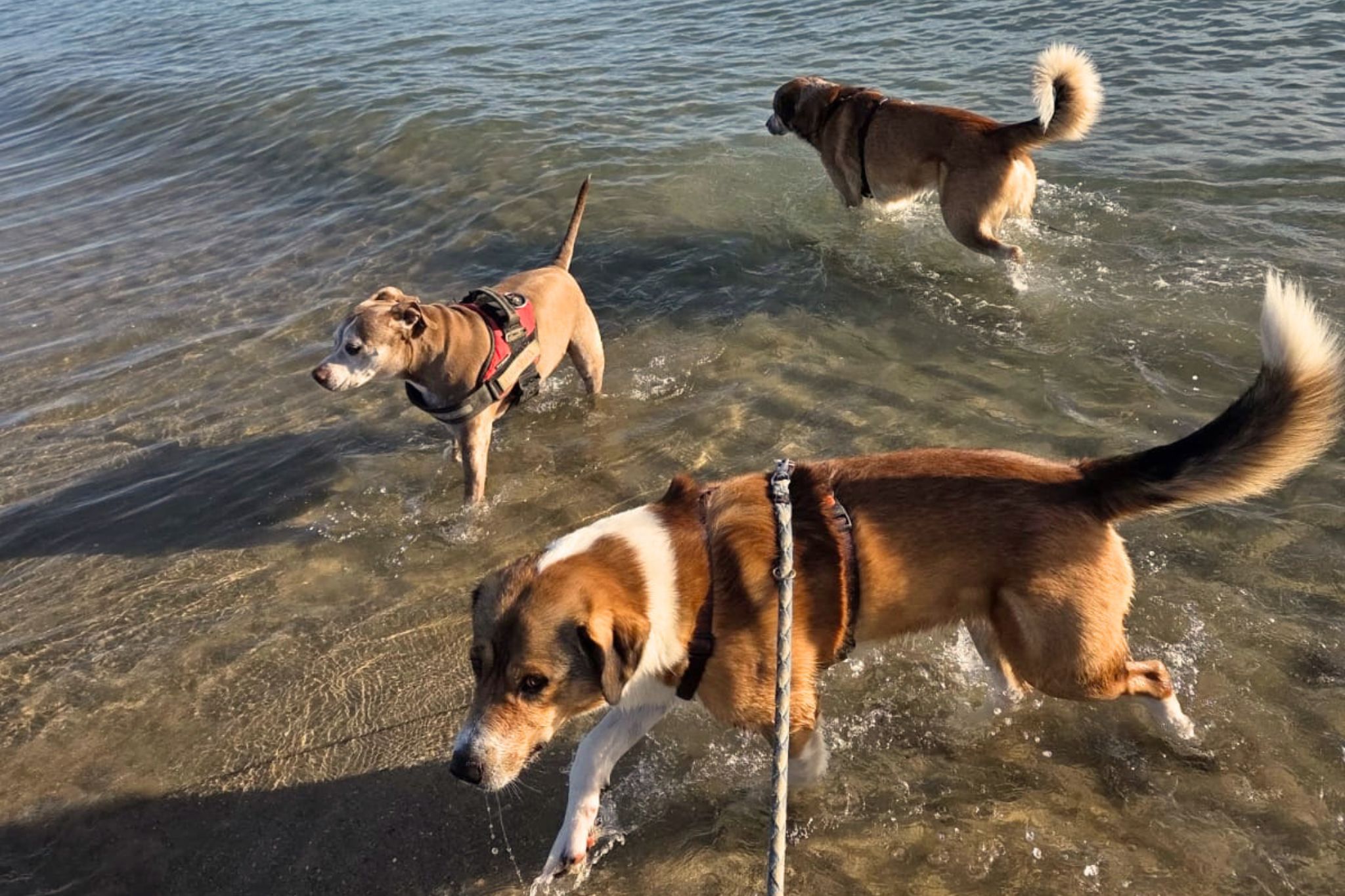 vacanze pet-friendly mare bibione