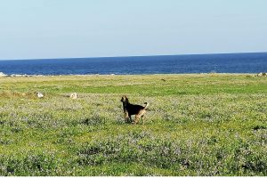 vacanze pet-friendly mare salento