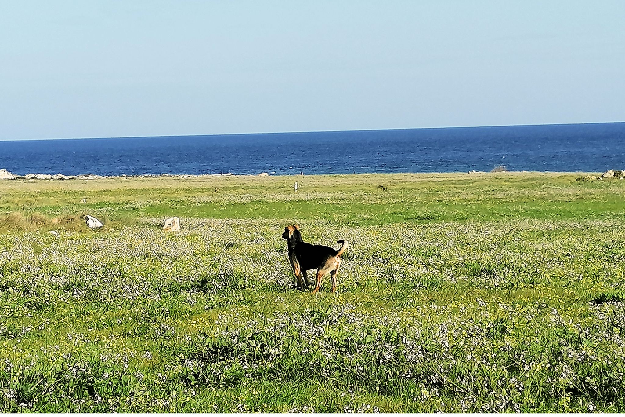 vacanze pet-friendly mare salento