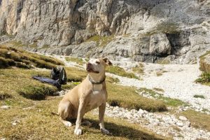 vacanze pet-friendly montagna dolomiti