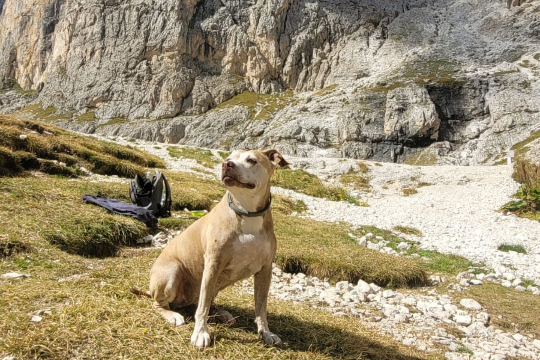 vacanze pet-friendly montagna dolomiti