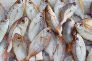 vacanze salento pescaturismo