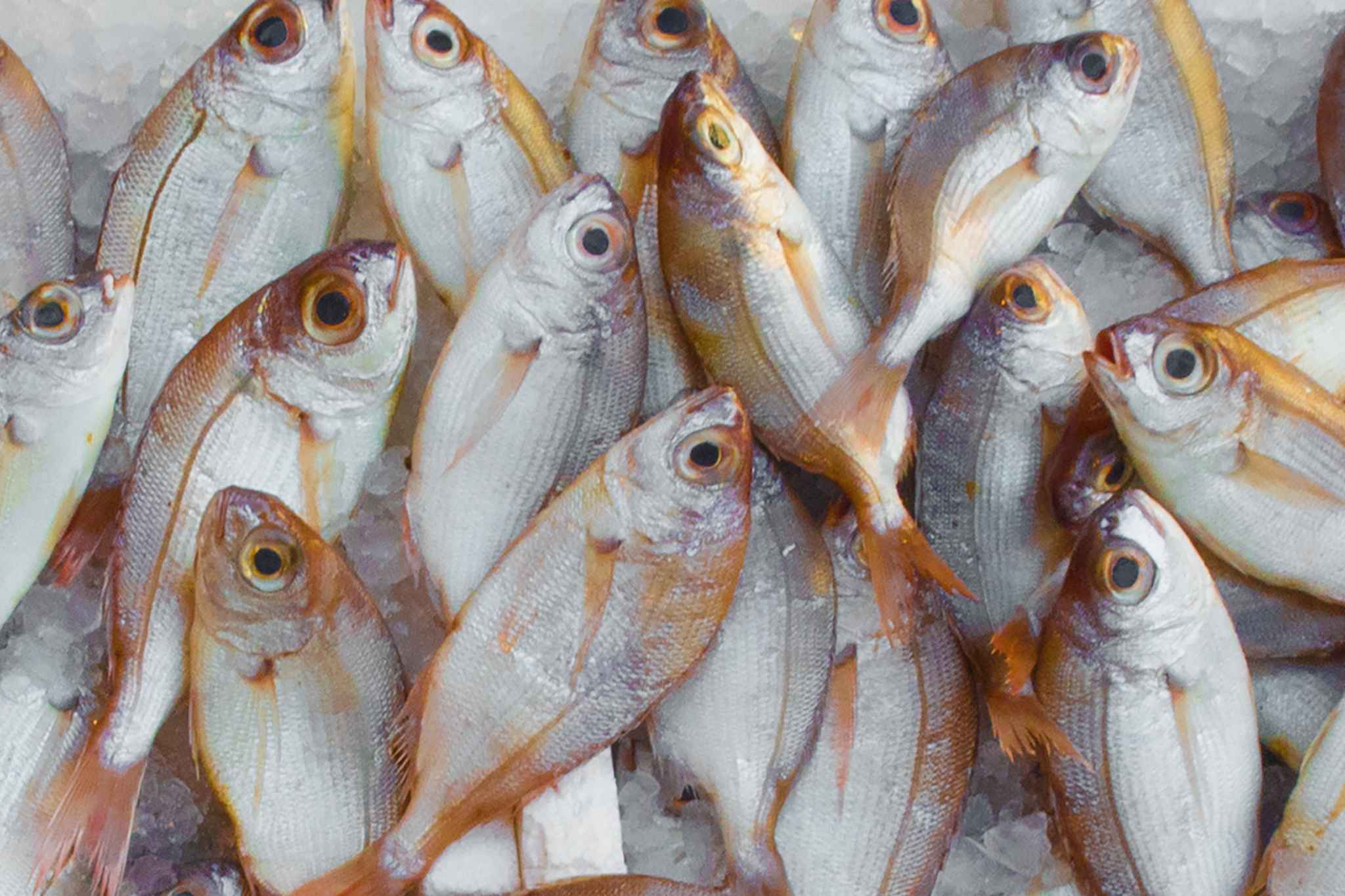 vacanze salento pescaturismo