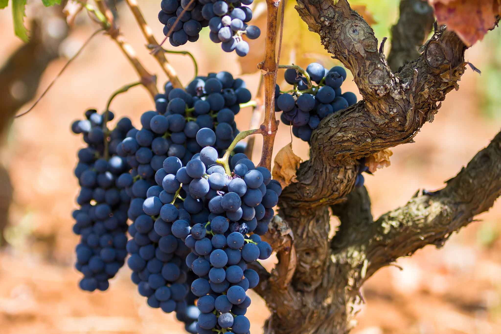 vacanze salento primitivo di manduria