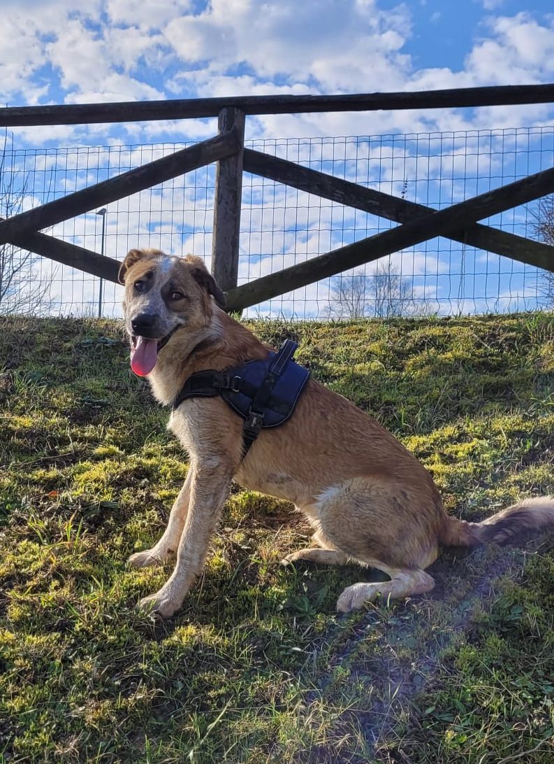 Il tuo cane soffre il caldo?  Vacanze Pet Friendly in montagna