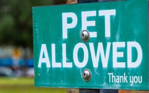 Vacanze Pet Friendly in montagna