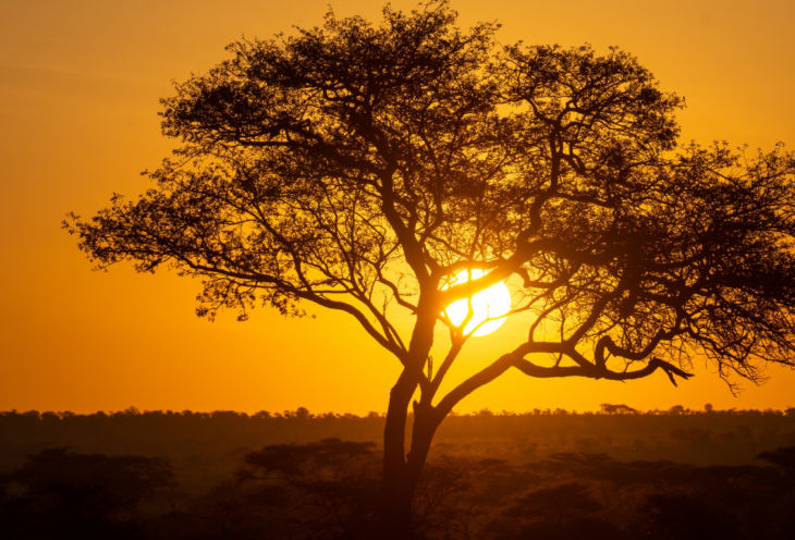 Tour di 8 giorni in Tanzania: Spirito della Tanzania